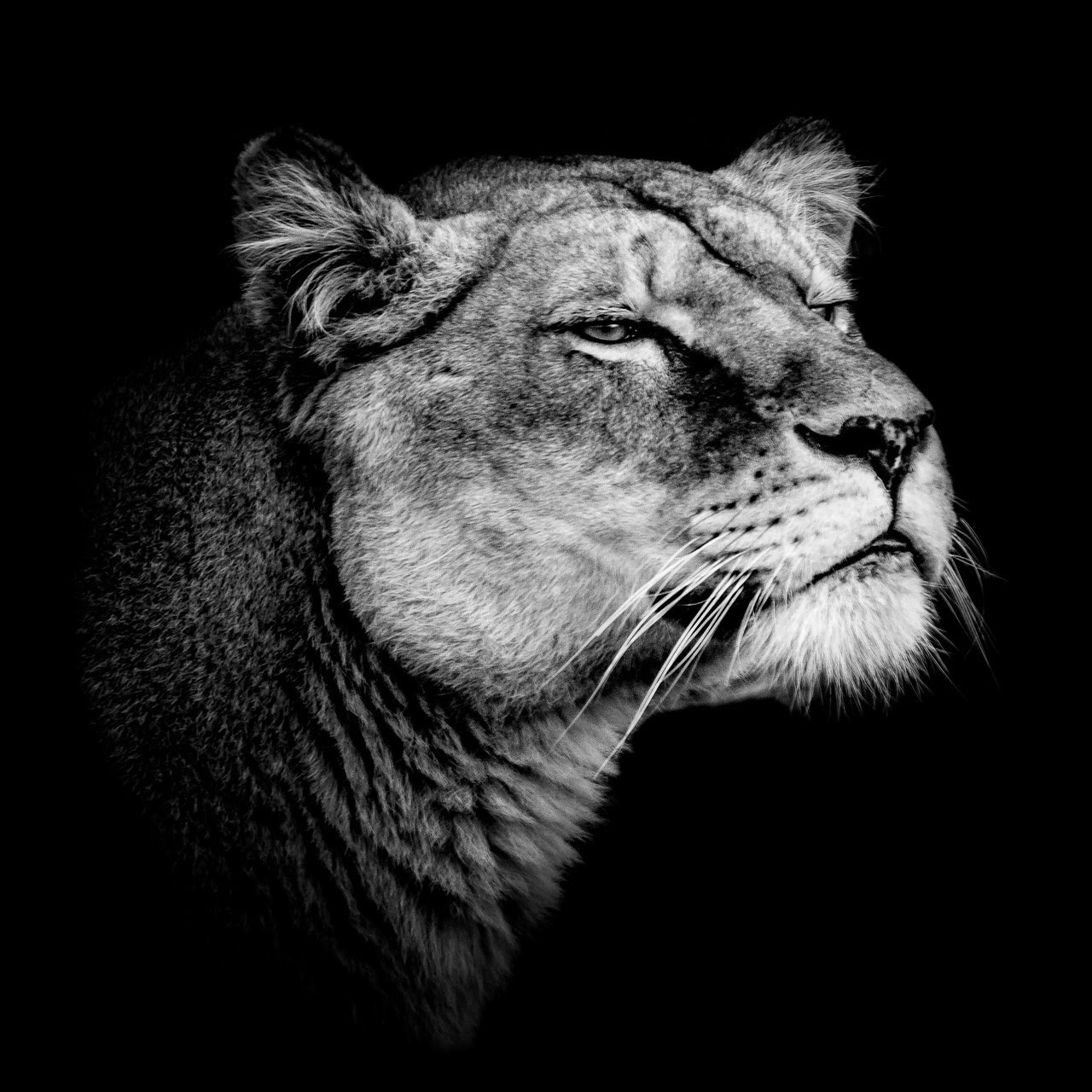 happymillerman_lion_zk1lrmrd
