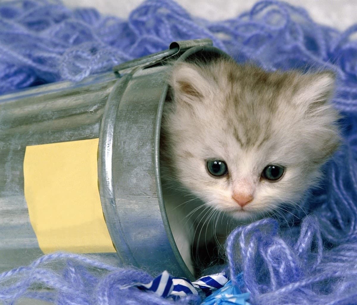 kitten_in_a_basket-wallpaper-10232377