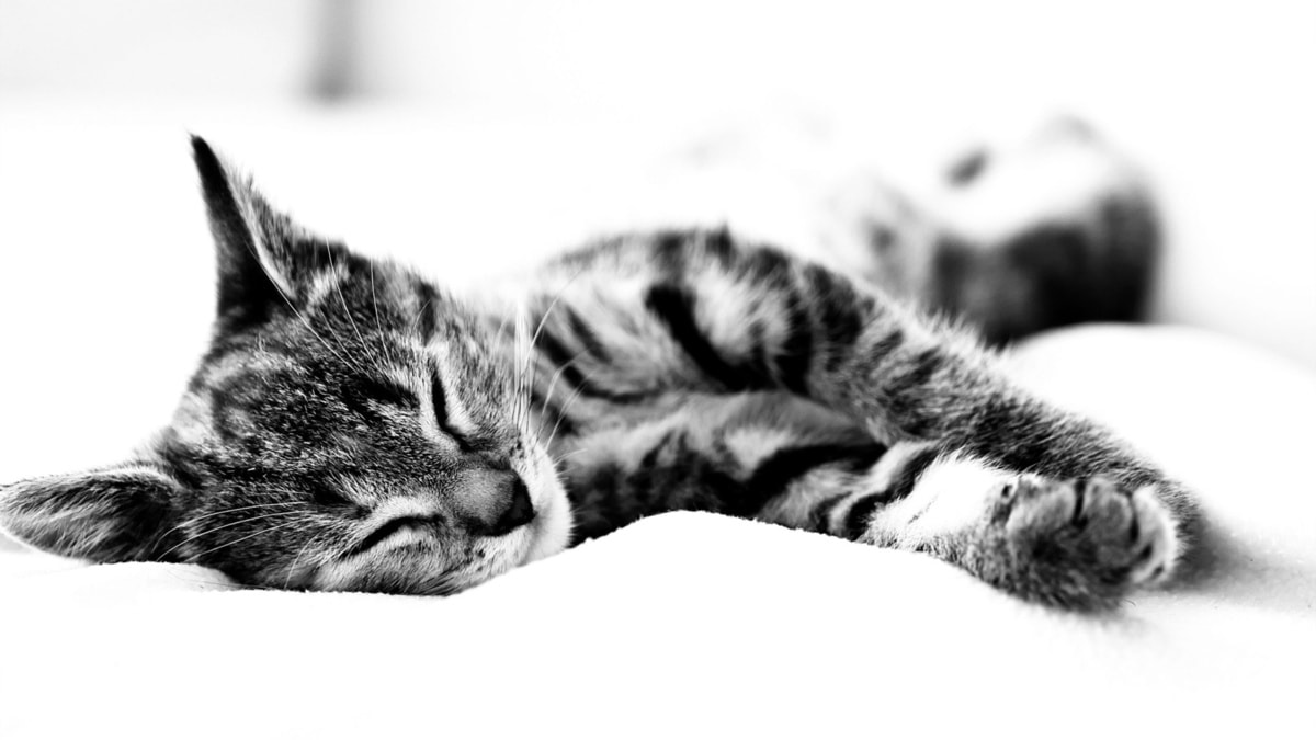 bonne nuit