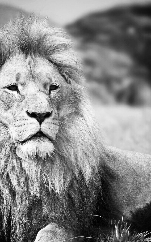 lion