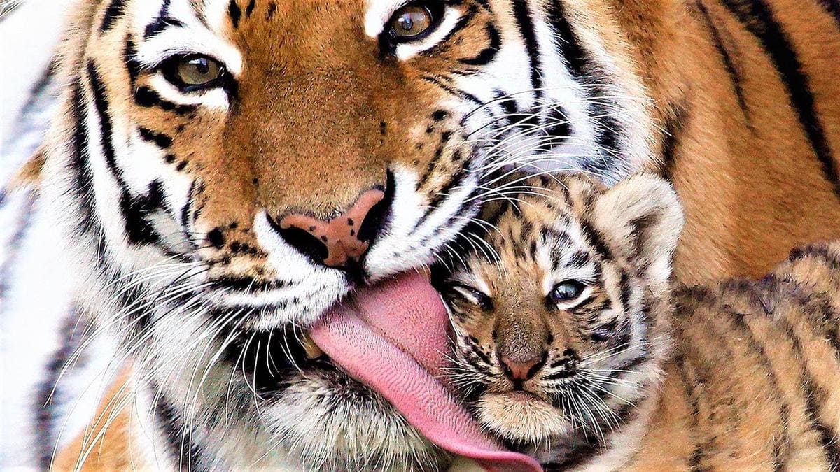 wallpaper et fond d'écran tigre bébé famille tendresse animals félin animaux