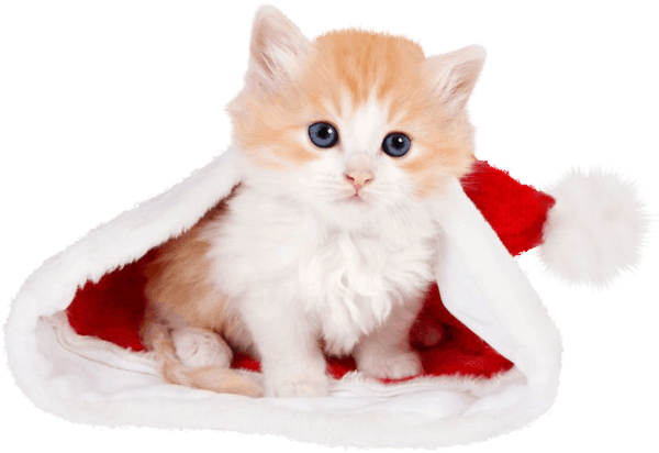 wallpaper et fond d'écran chat noël