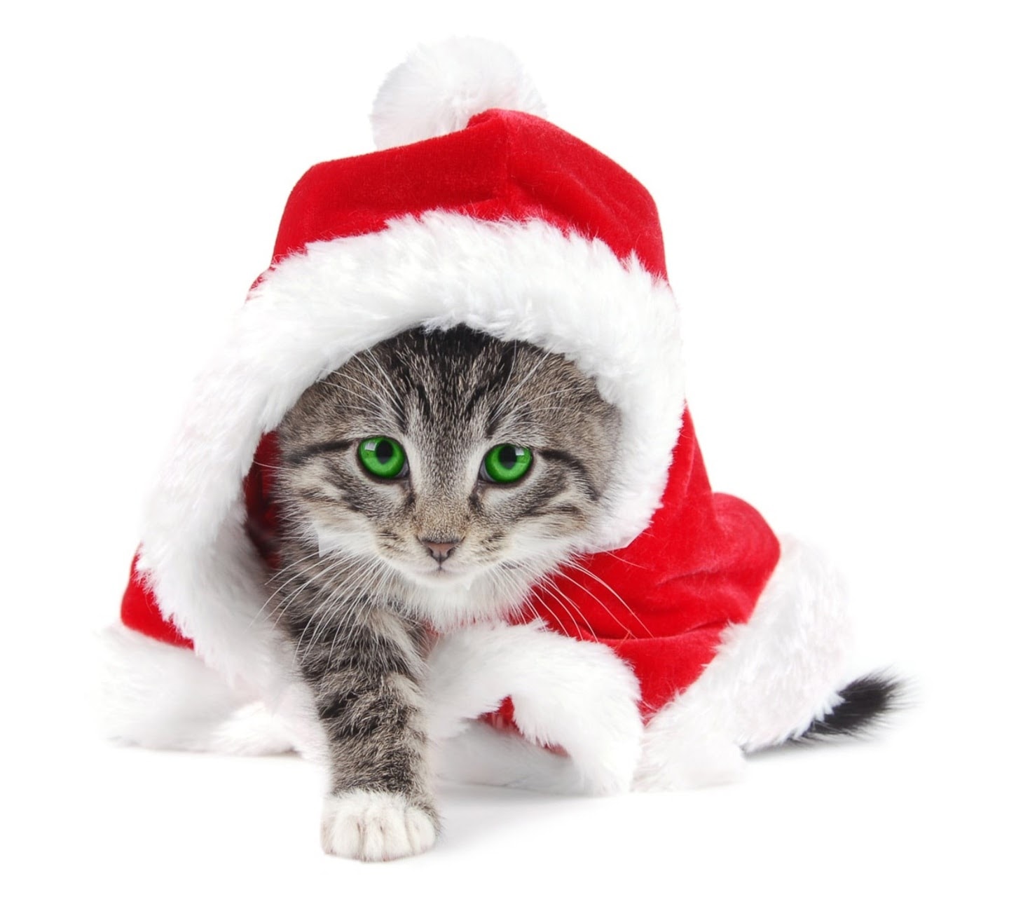 santa_cat-wallpaper-10474836