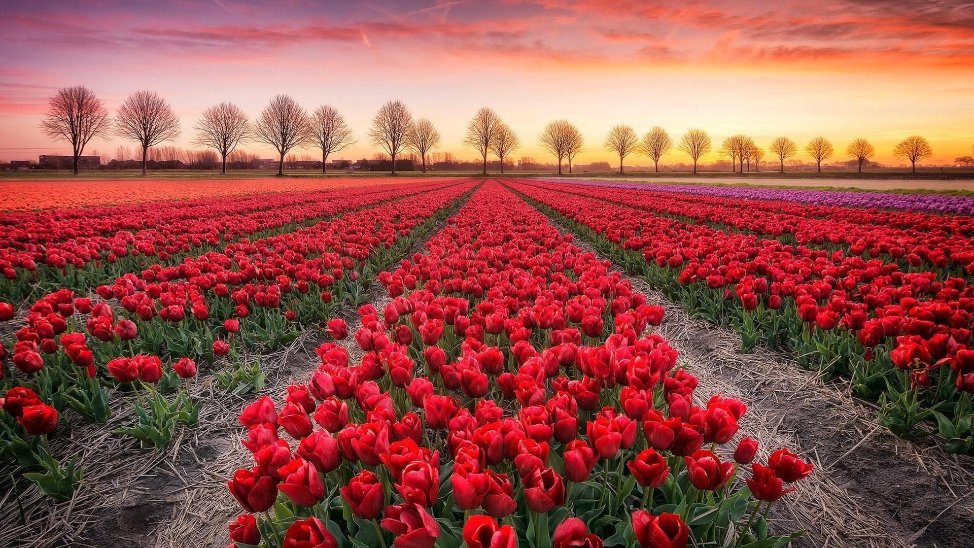 WallpaperStudio10-81673
