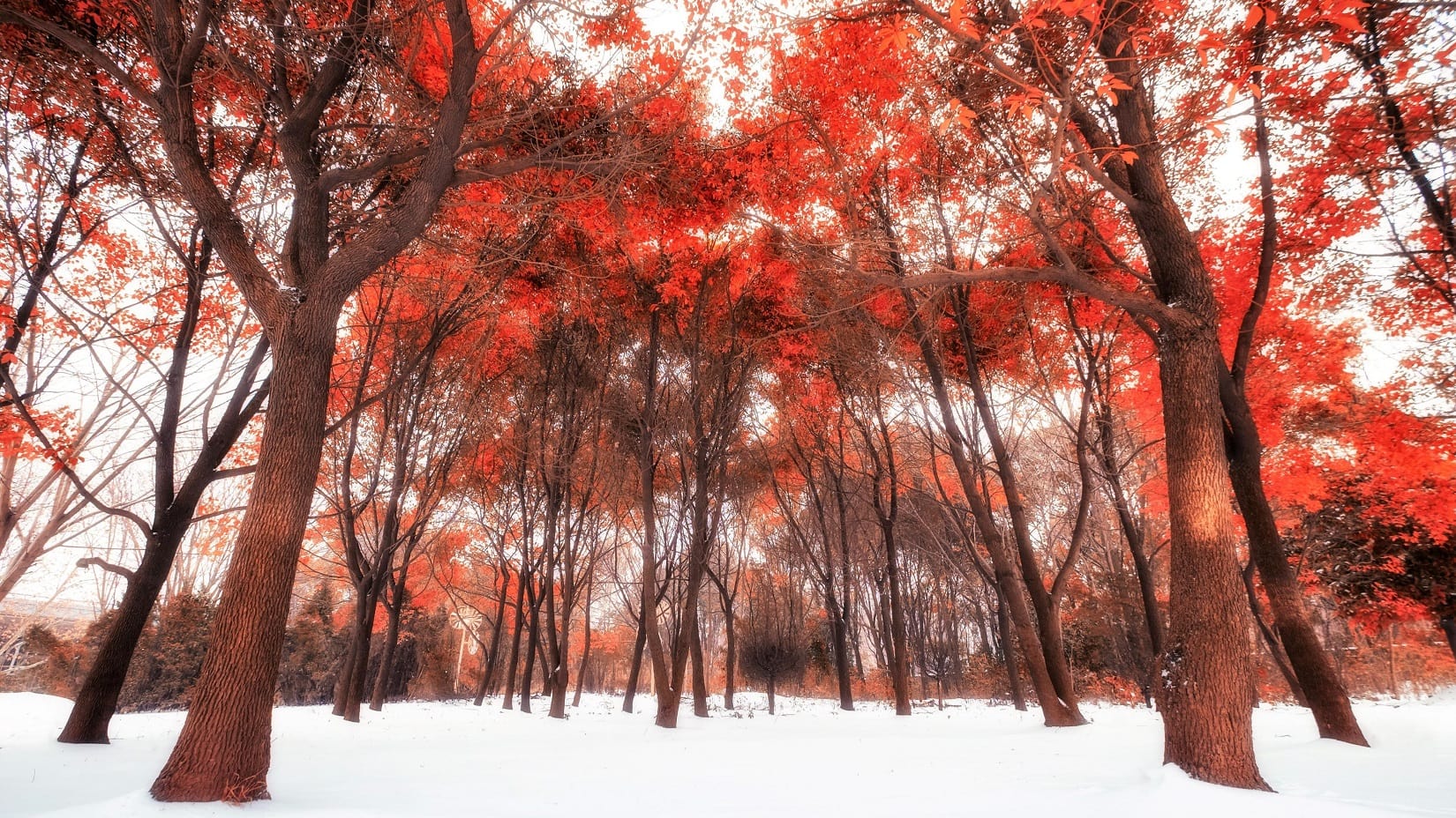 WallpaperStudio10-84550