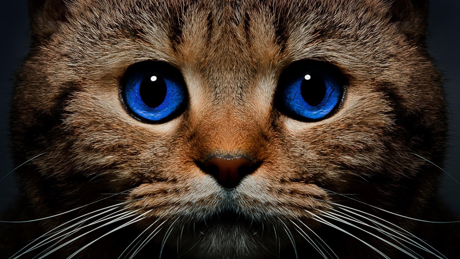 WallpaperStudio10-85913