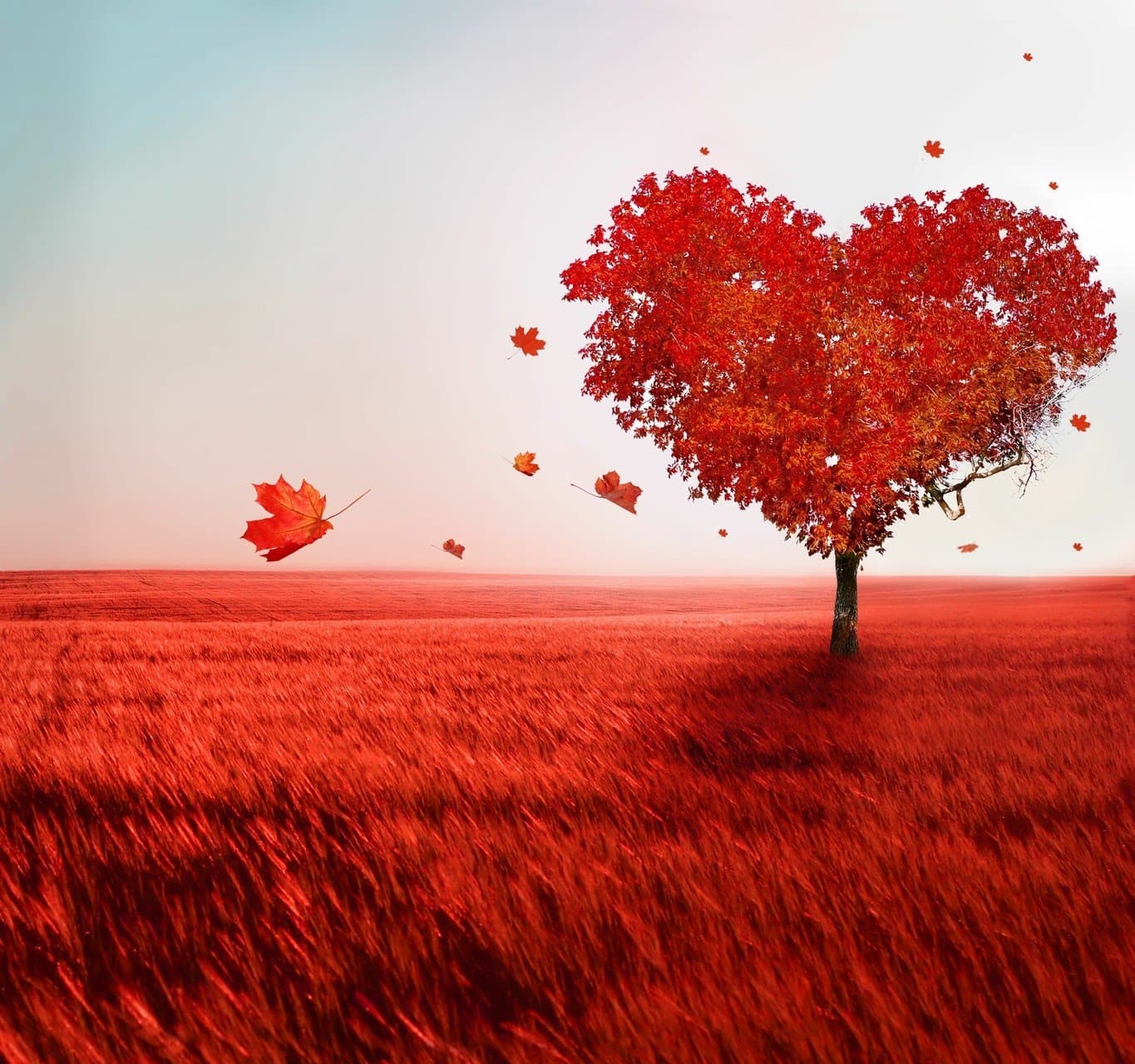 anand thakkar_RedHeart_YEVjQ2JYdQ