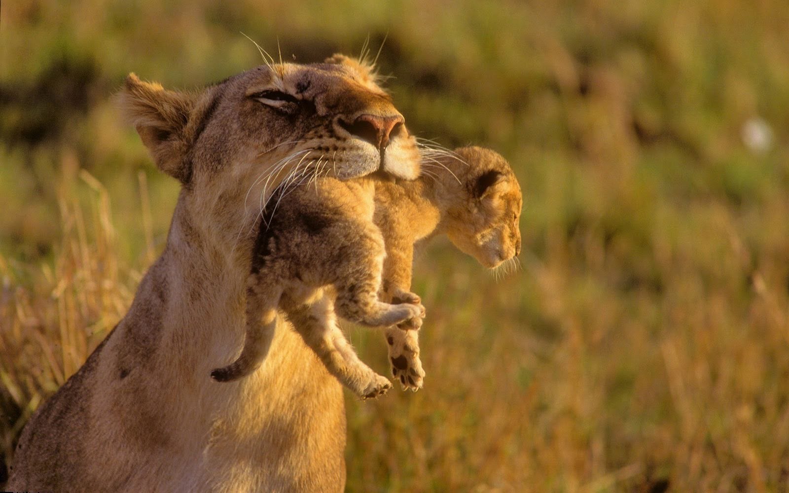 wallpaper fond d'écran animaux lionne lioness bébé baby animaux animals félin feline