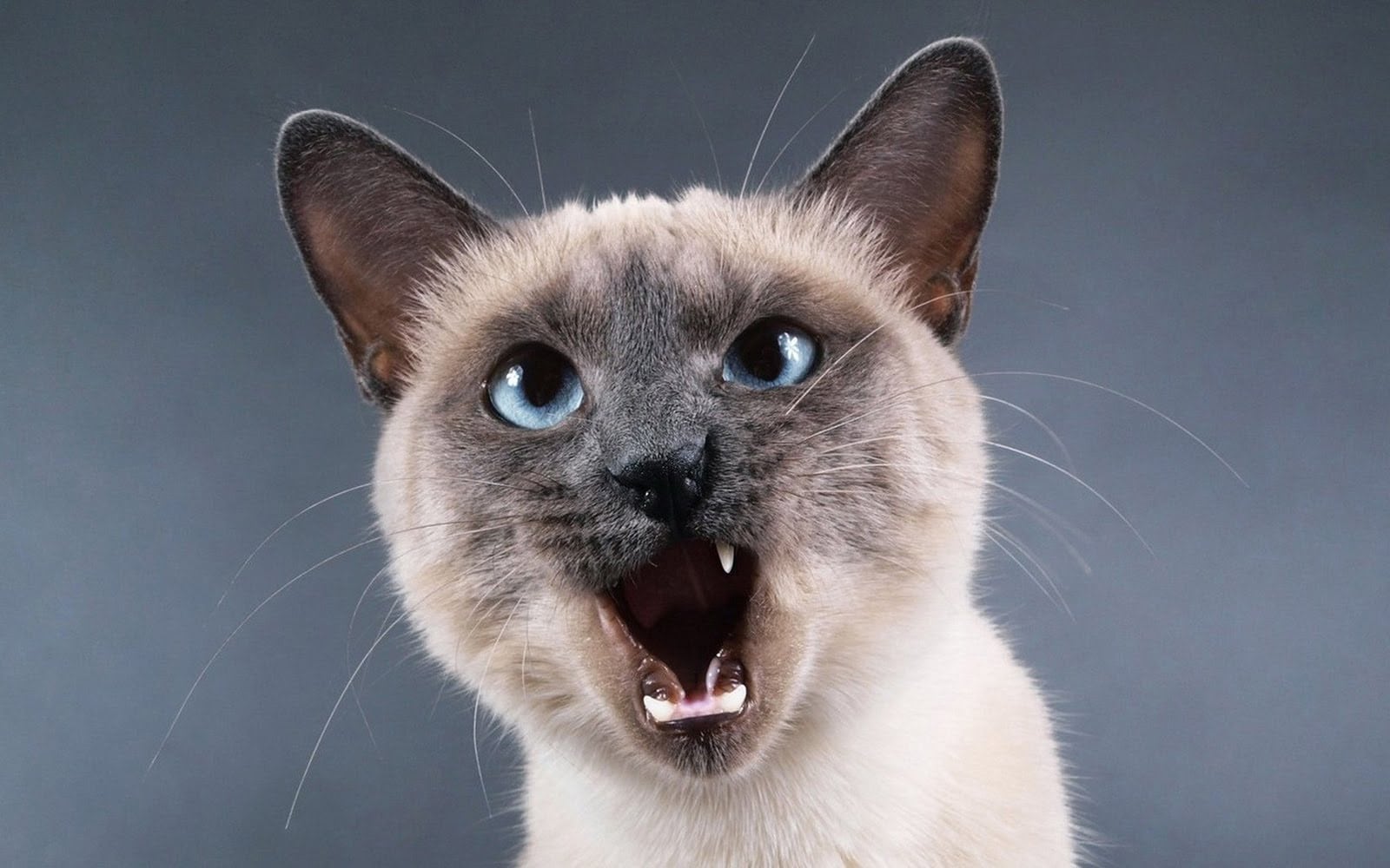 wallpaper fond d'écran chat