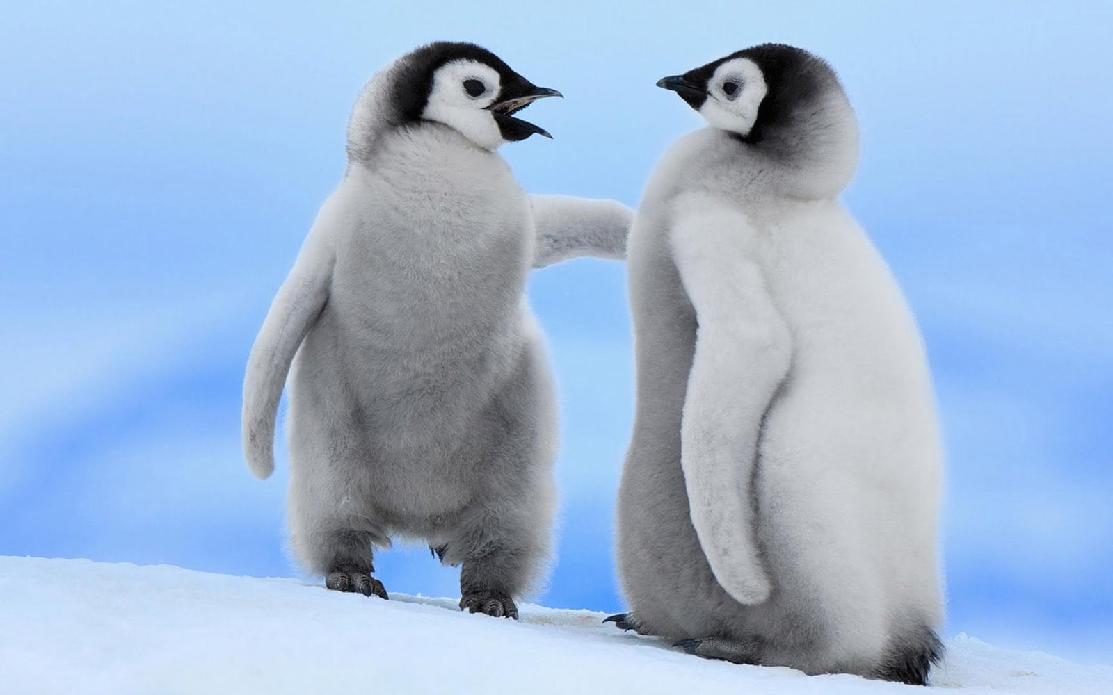 wallpaper fond d'écran animaux