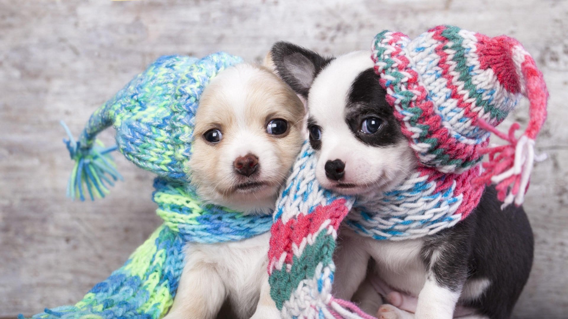 wallpaper et fond d'écran chiens dogs froid laine écharpe mignon cute