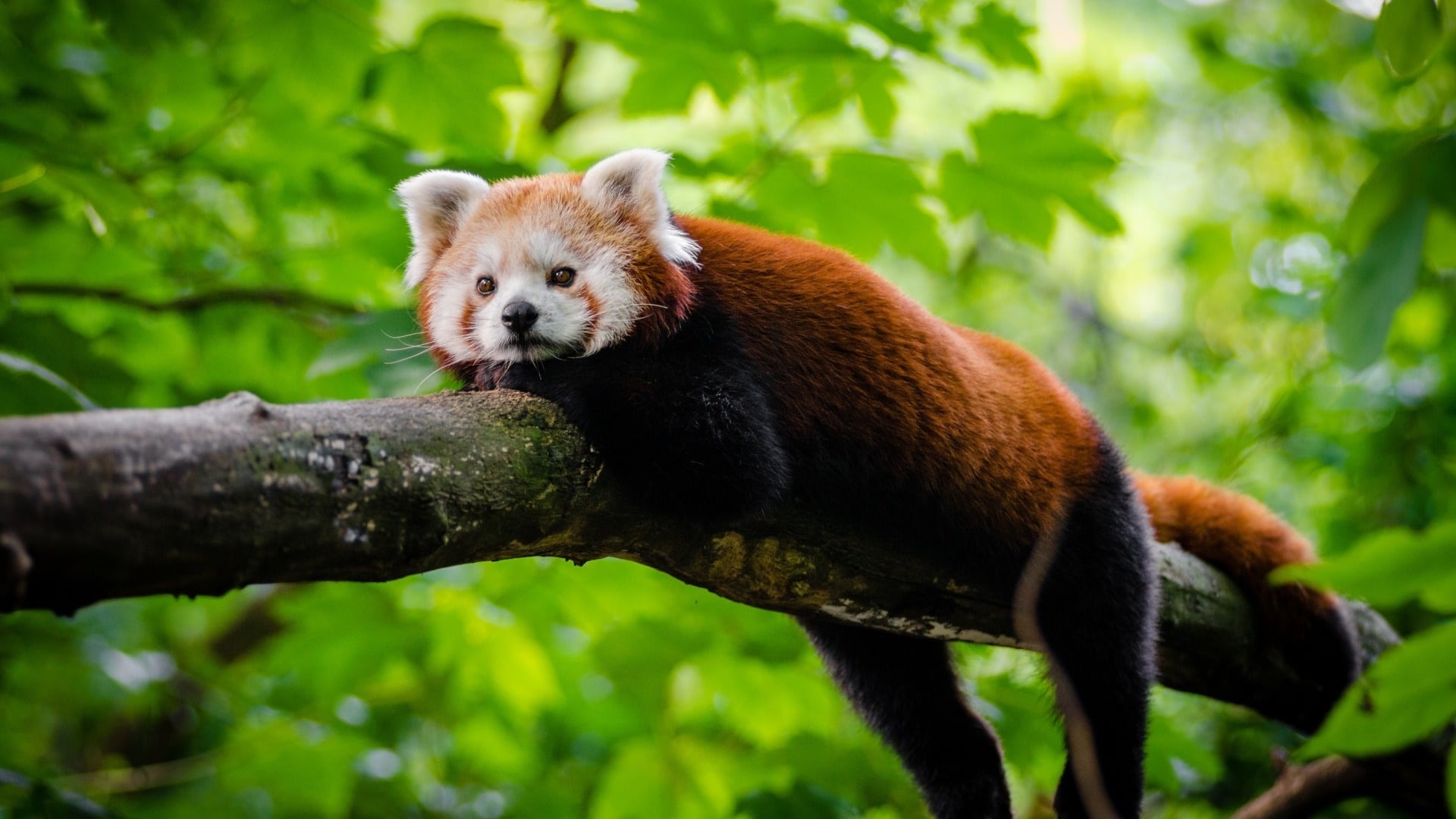 wallpaper fond d'écran animaux panda