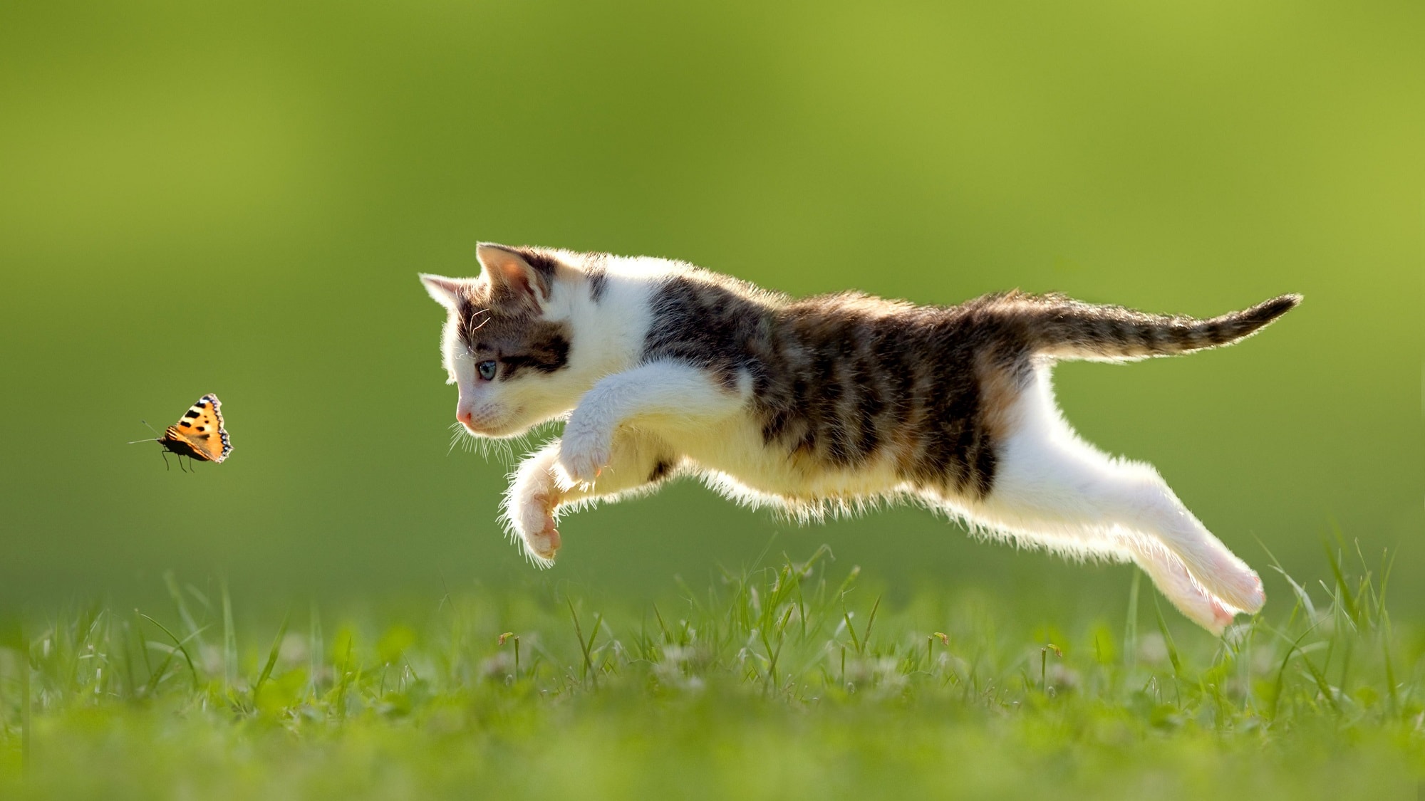 wallpaper fond d'écran chat