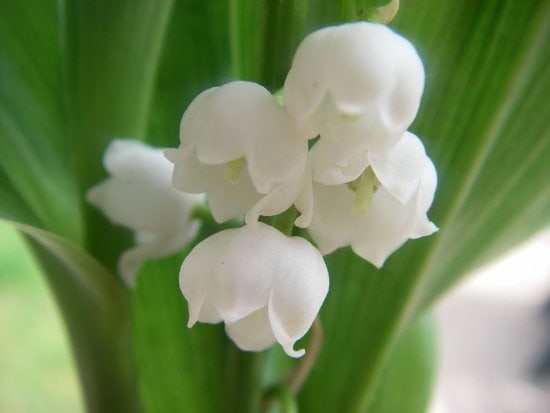 photo brin de muguet