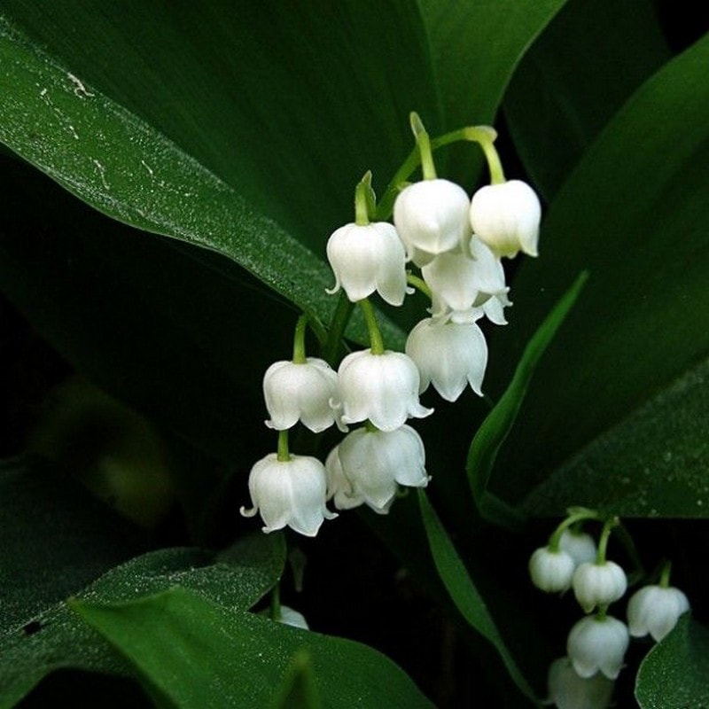 photo muguet