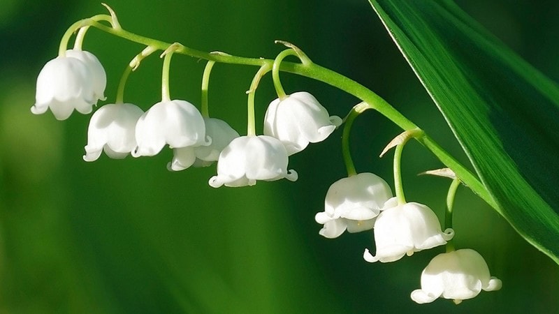 wallpaper fond d'écran muguet