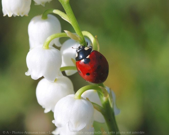 photo muguet