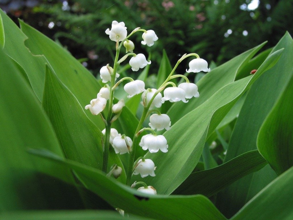 wallpaper fond d'écran muguet