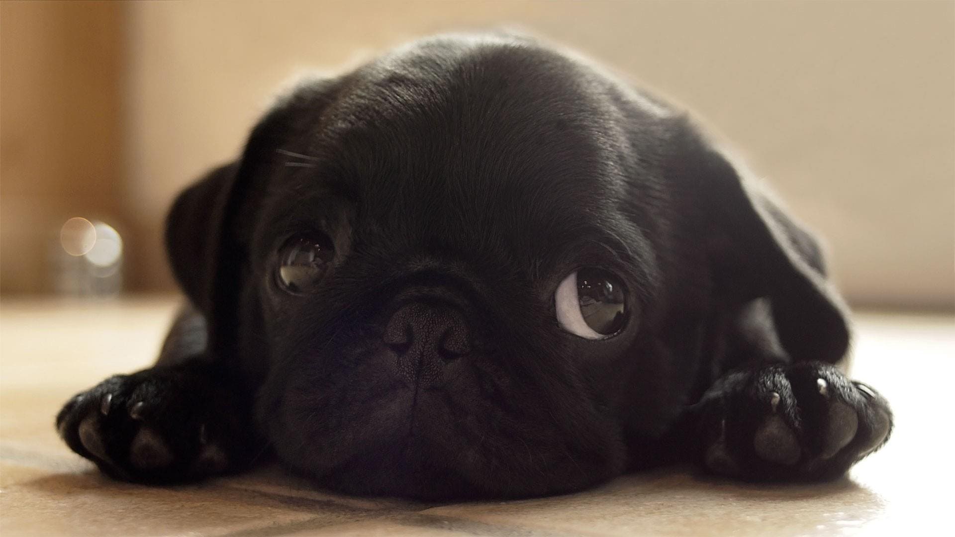 wallpaper fond d'écran chien animaux
