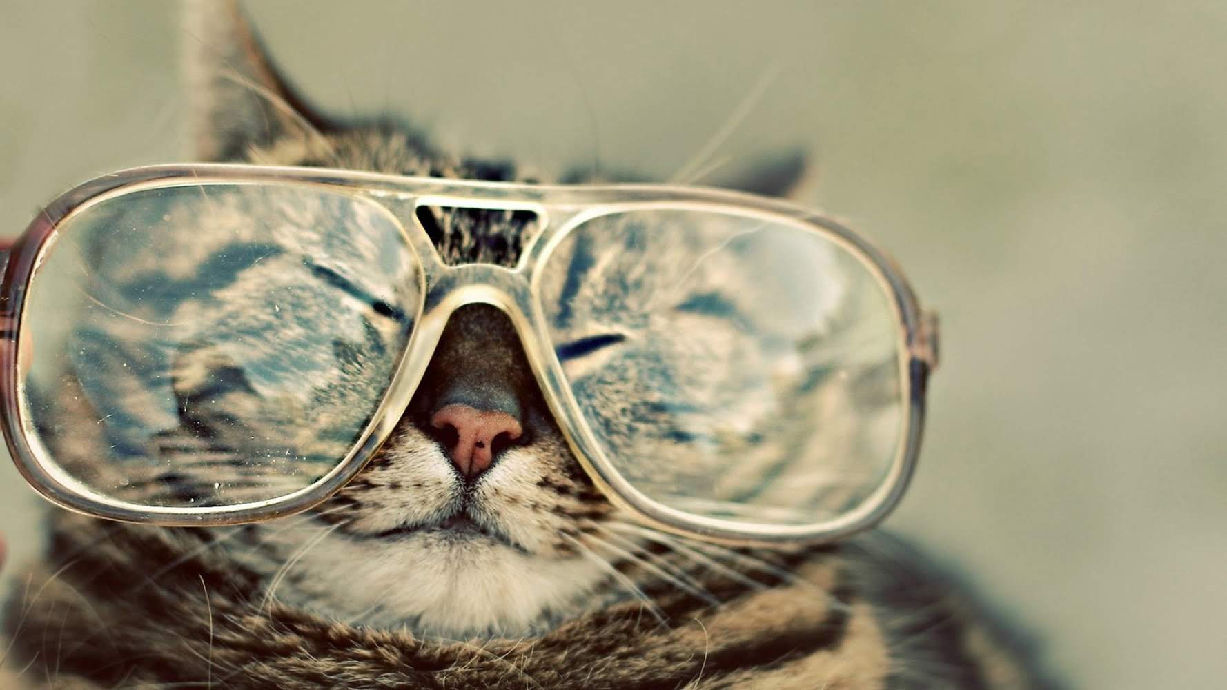 wallpaper et fond écran chat cat lunettes glasses funny drôle amusant humour humor animals animaux portrait animal de compagnie rire image picture photo photographie photography