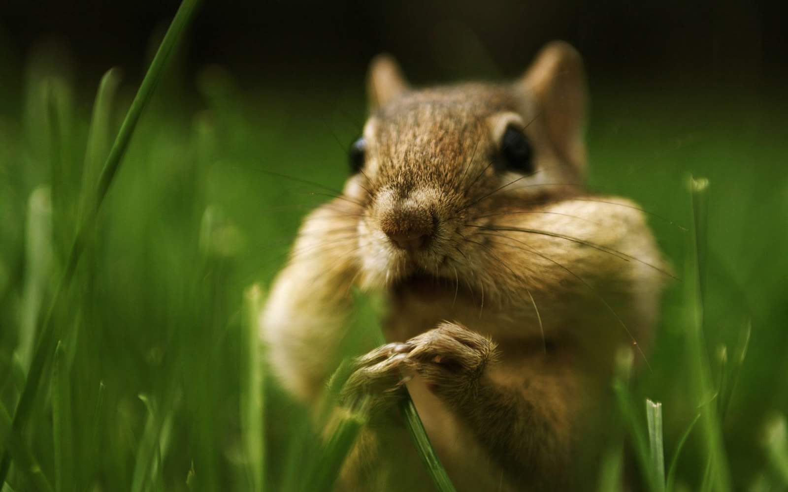 wallpaper fond d'écran animaux écureuil