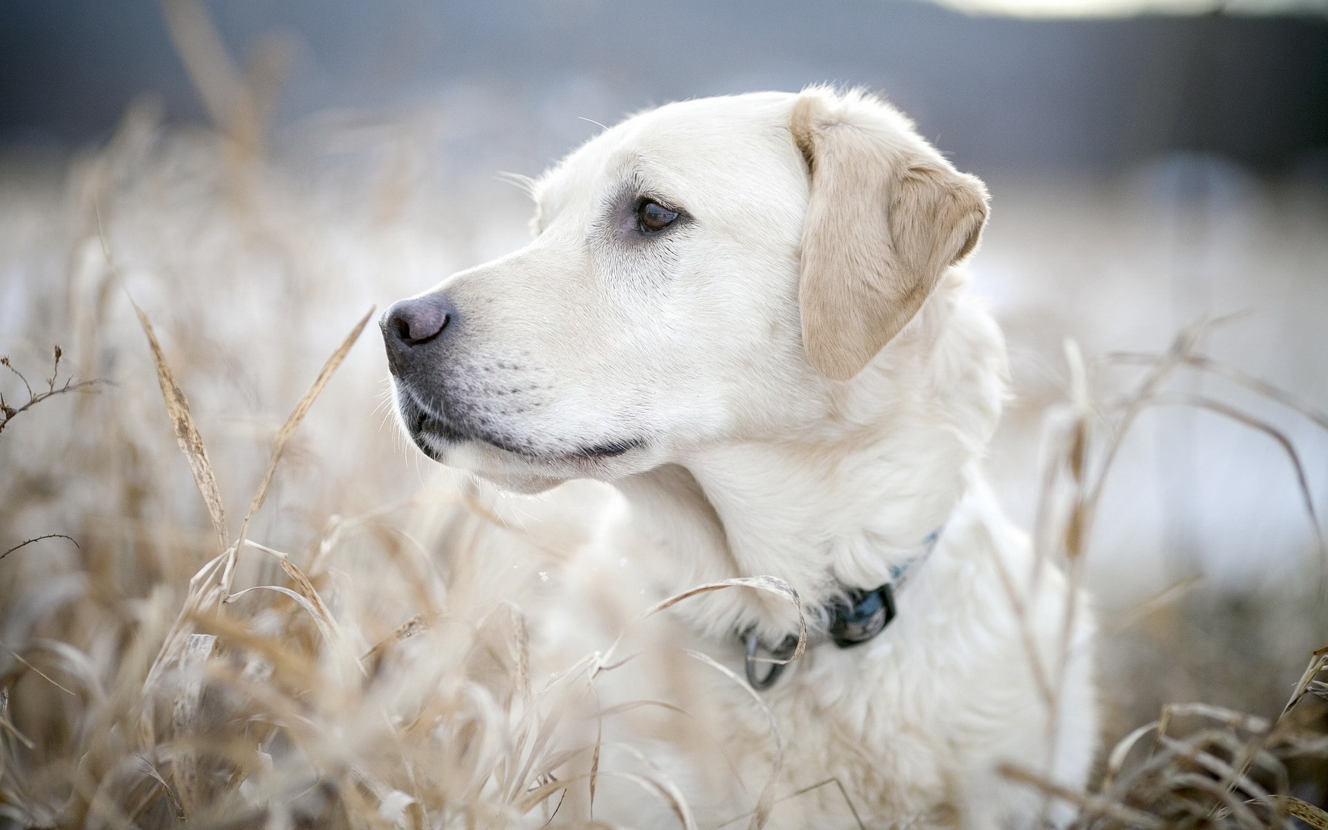 wallpaper et fond d'écran chien labrador dog animals animaux beau nature beautiful