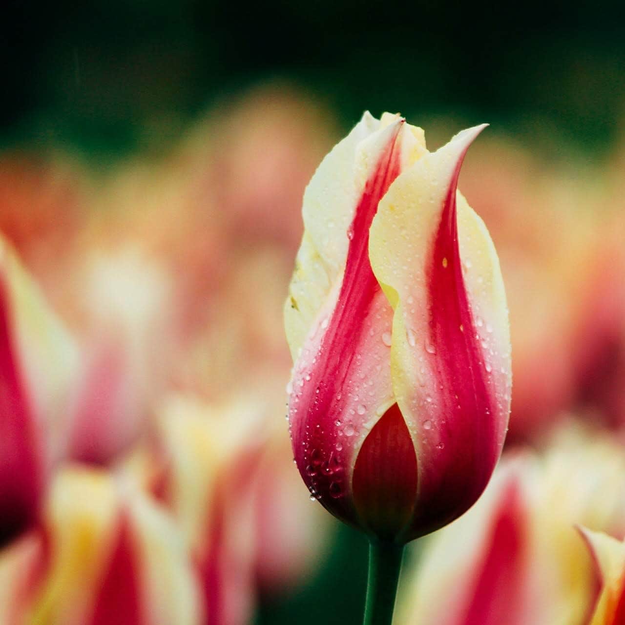 wallpaper fond d'écran fleur tulipe