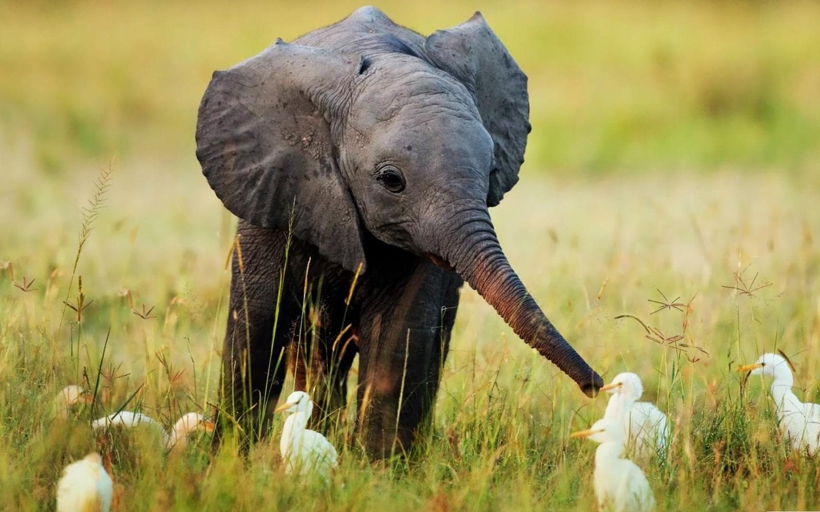 wallpaper fond d'écran animaux éléphant