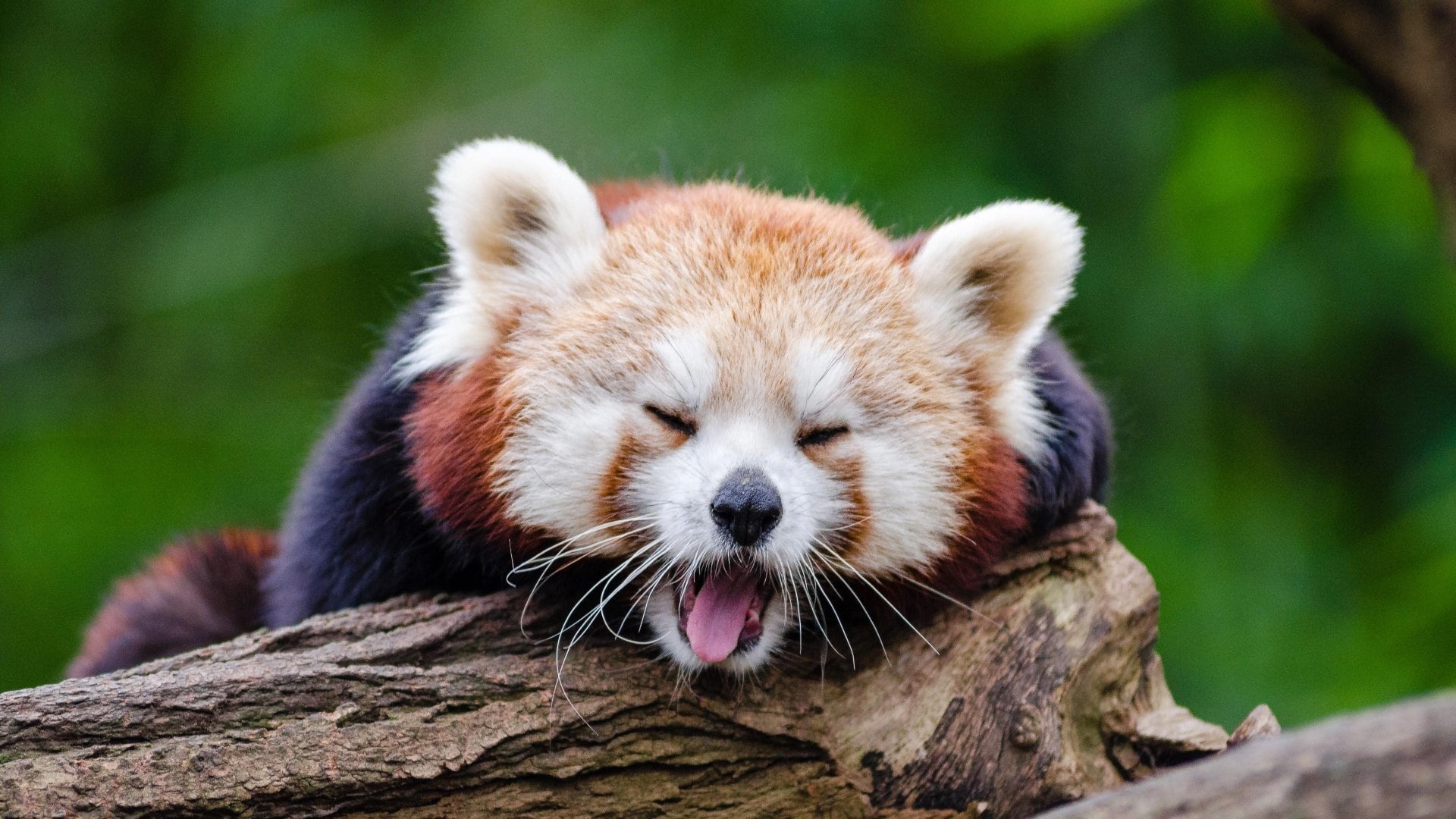 wallpaper fond d'écran animaux panda