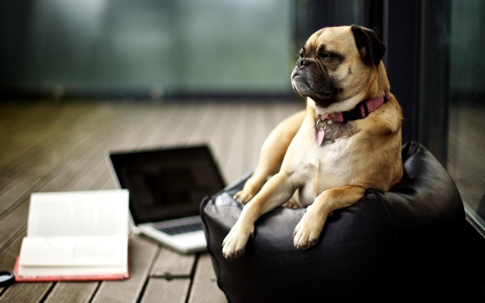 chien ordinateur