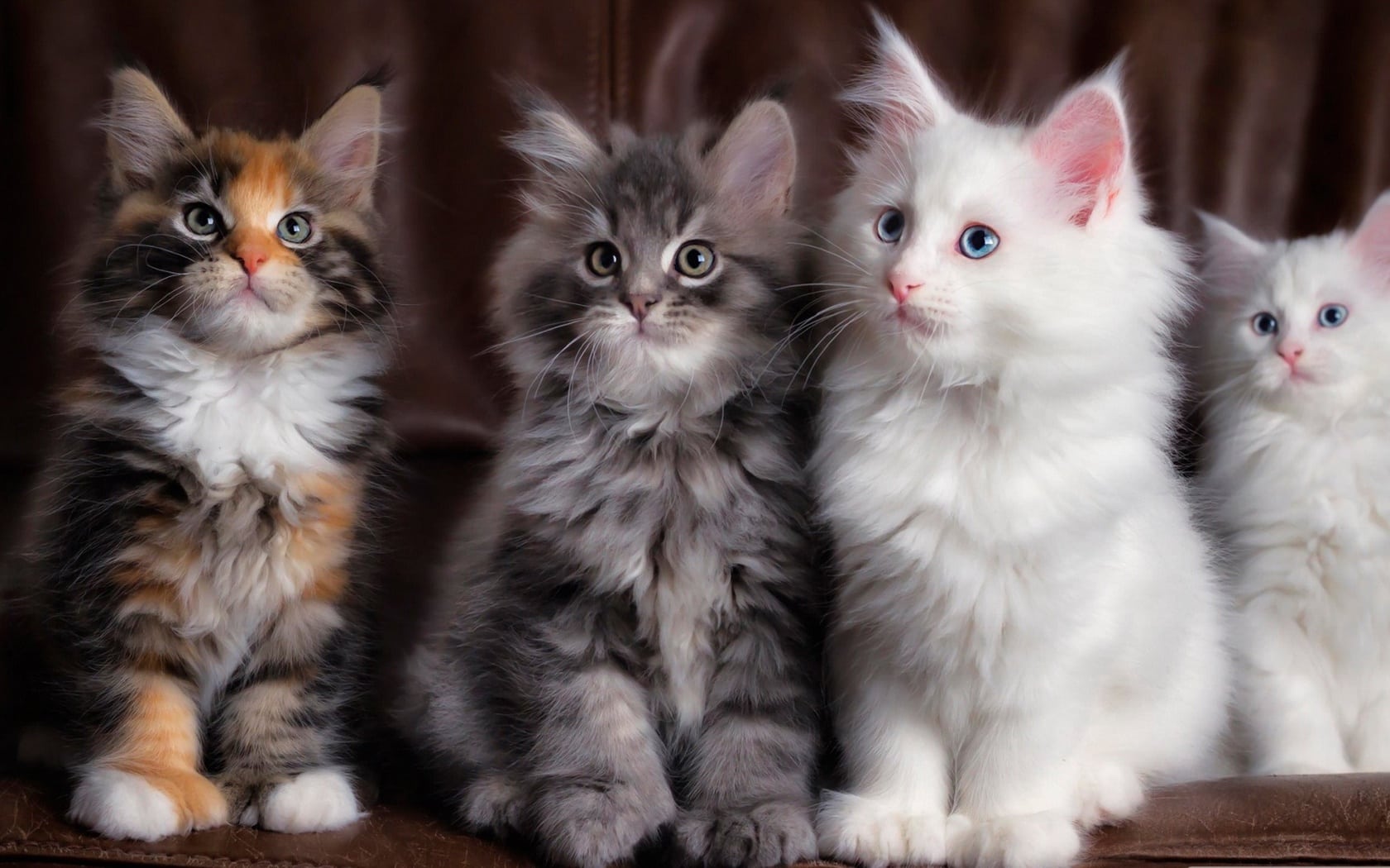 wallpaper fond d'écran animaux chatons