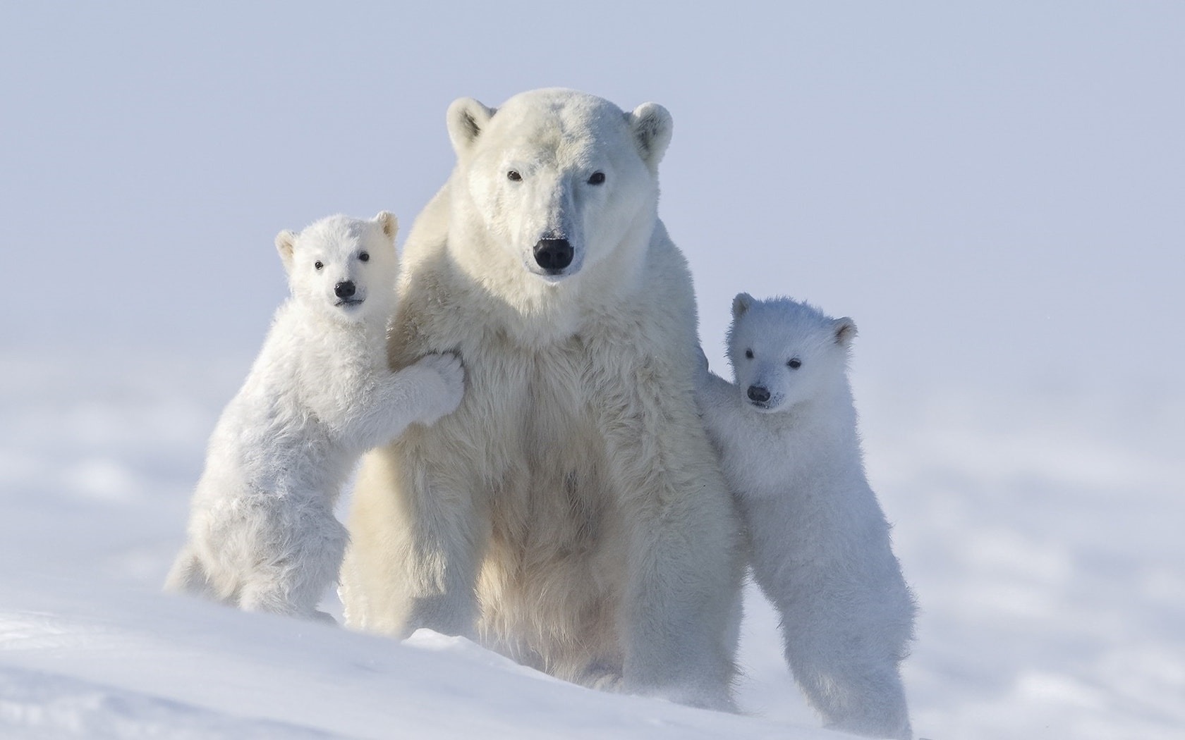 wallpaper fond d'écran animaux ours