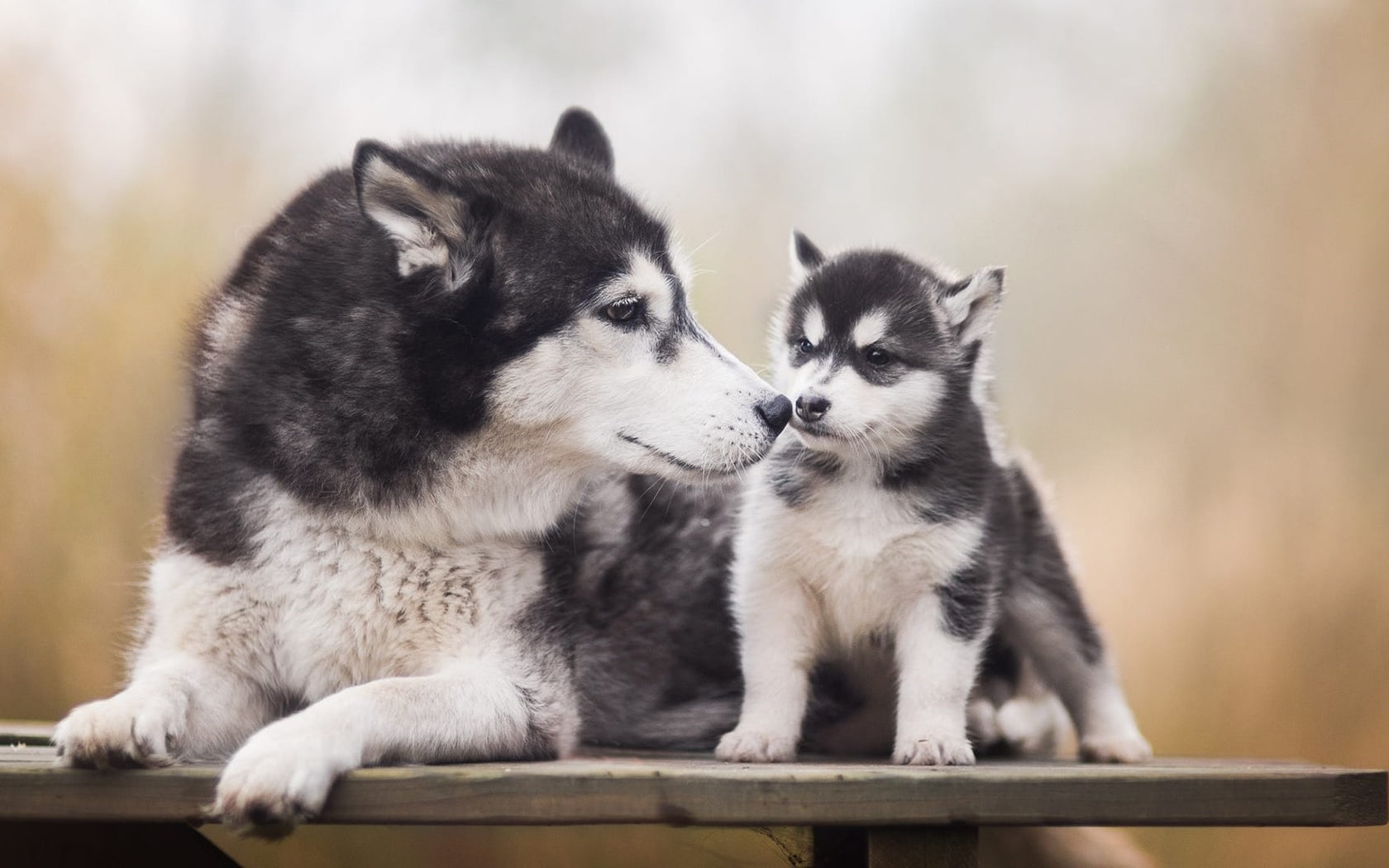 wallpaper fond d'écran chiens husky