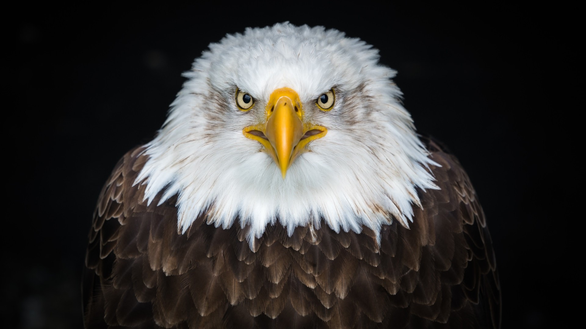 wallpaper et fond d'écran oiseau aigle portrait animals animaux