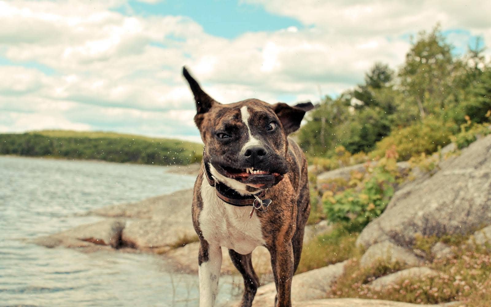 wallpaper et fond d'écran chien animaux