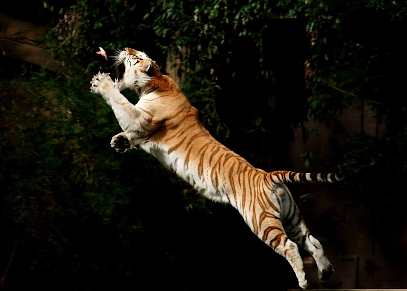 wallpaper et fond d'écran tigre chasseur félin animals animaux