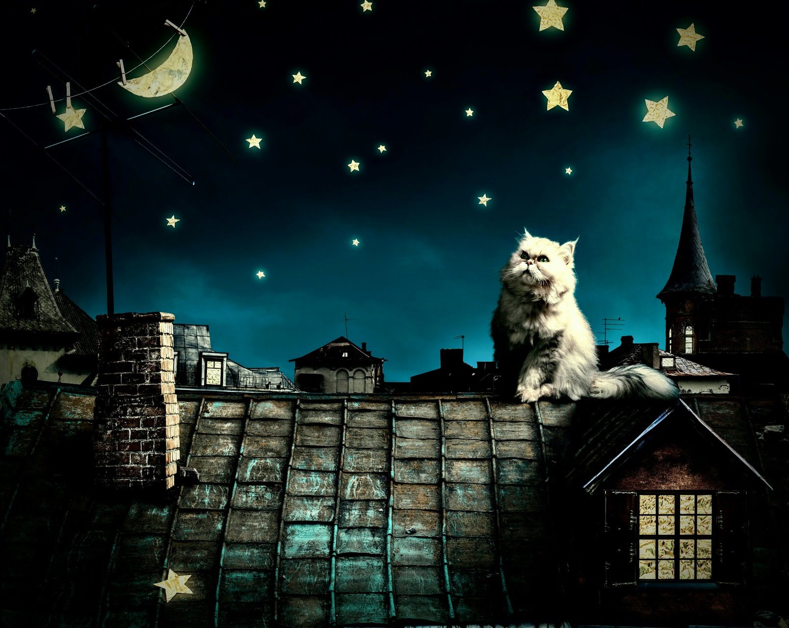 wallpaper et fond d'écran nuit chat fantastique cat fairy fantaisie féerie photo animals animaux image picture photographie