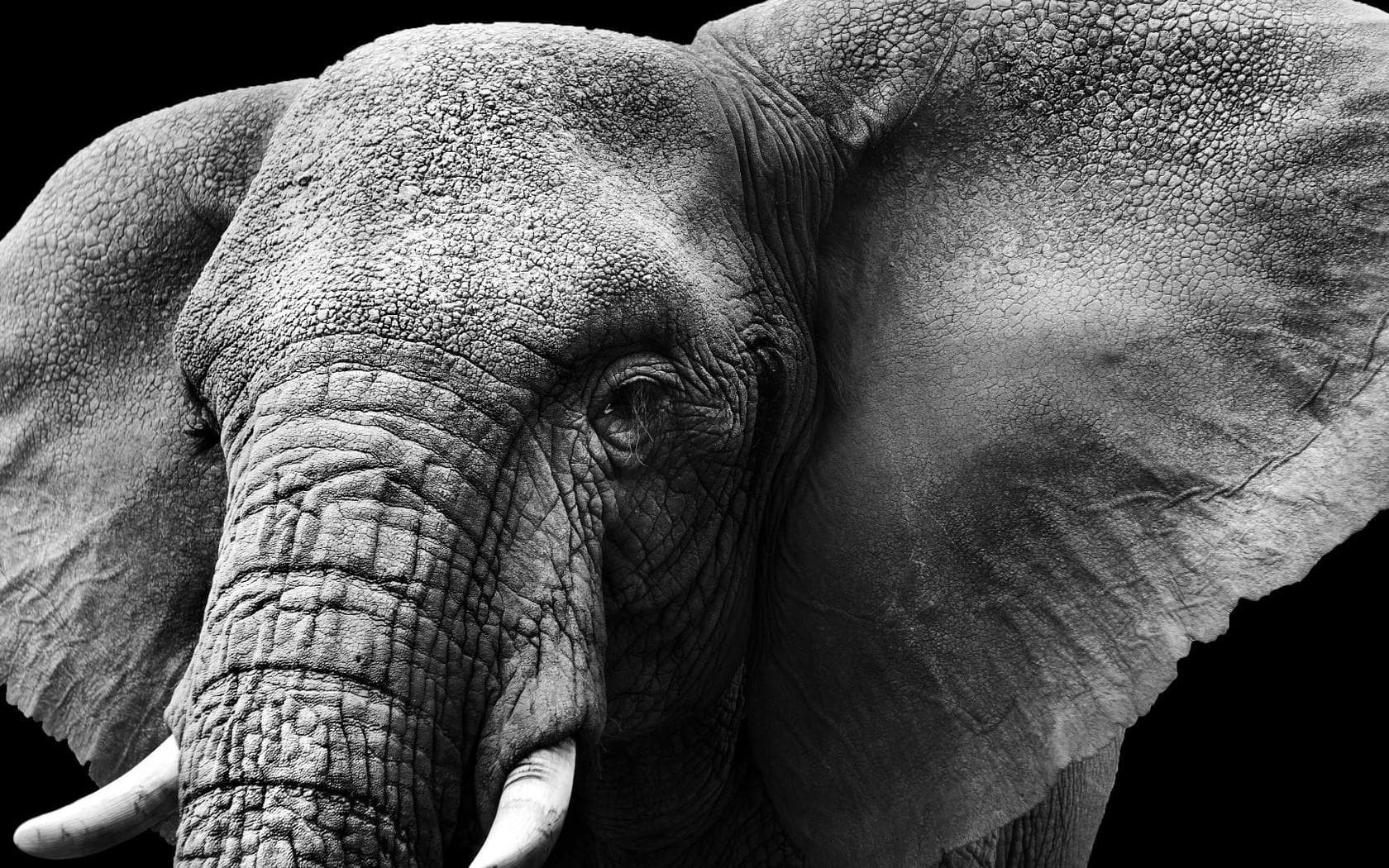 wallpaper et fond d'écran animaux éléphant