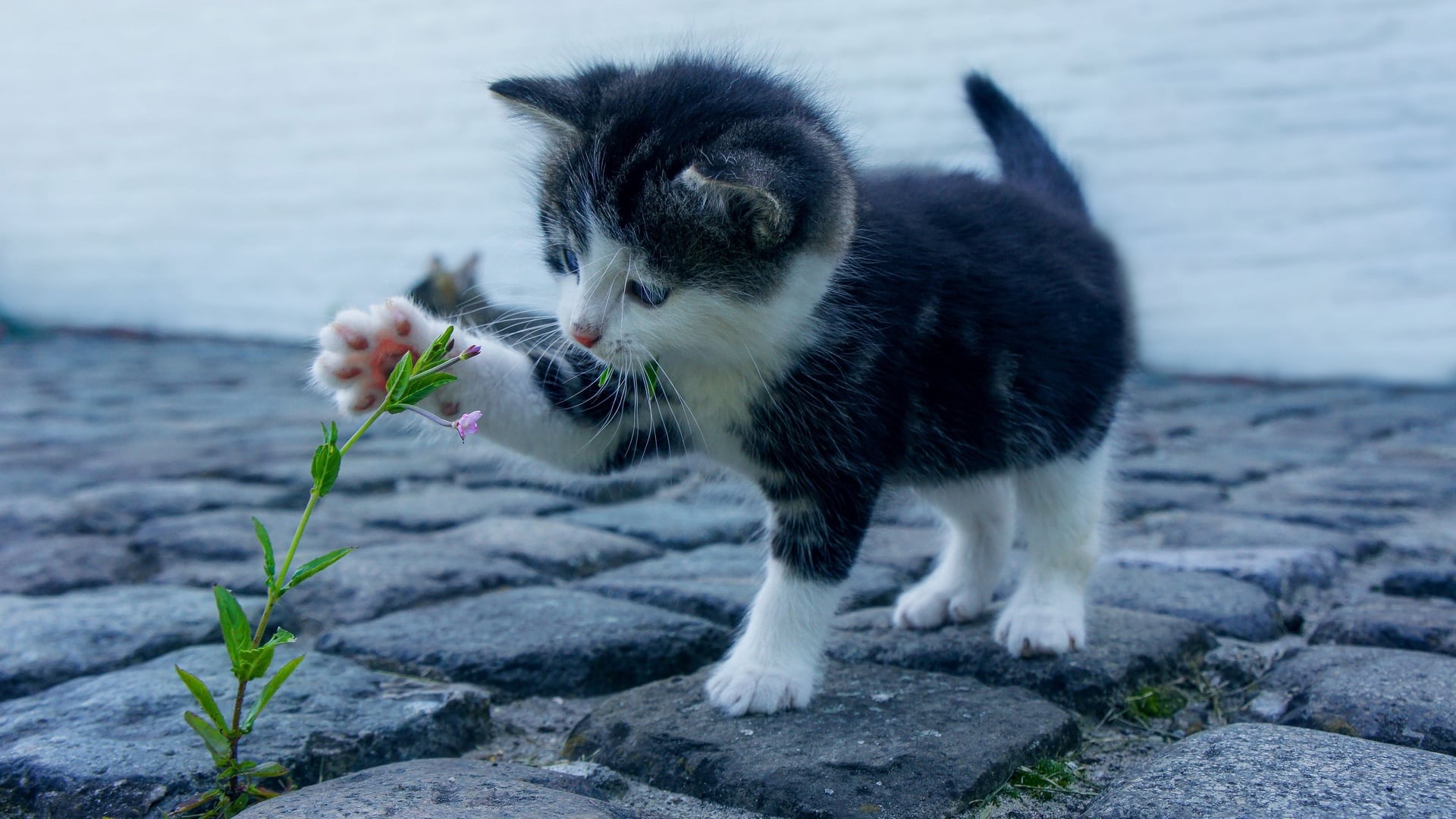 wallpaper fond d'écran chaton animal