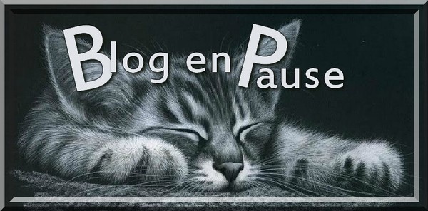photo noir et blanc chat pause