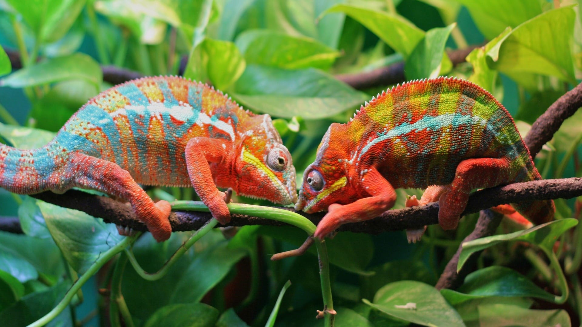 wallpaper et fond d'écran animaux caméléons