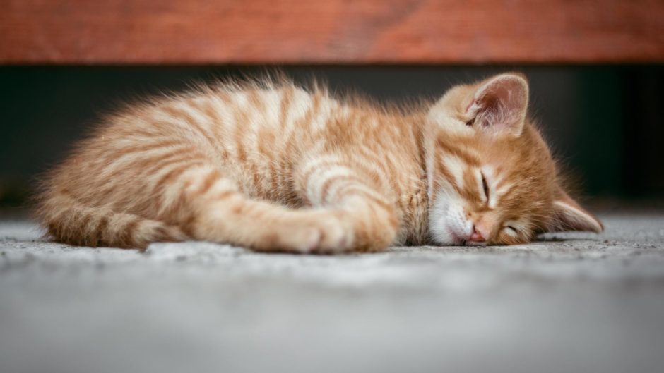 wallpaper fond d'écran chaton sommeil
