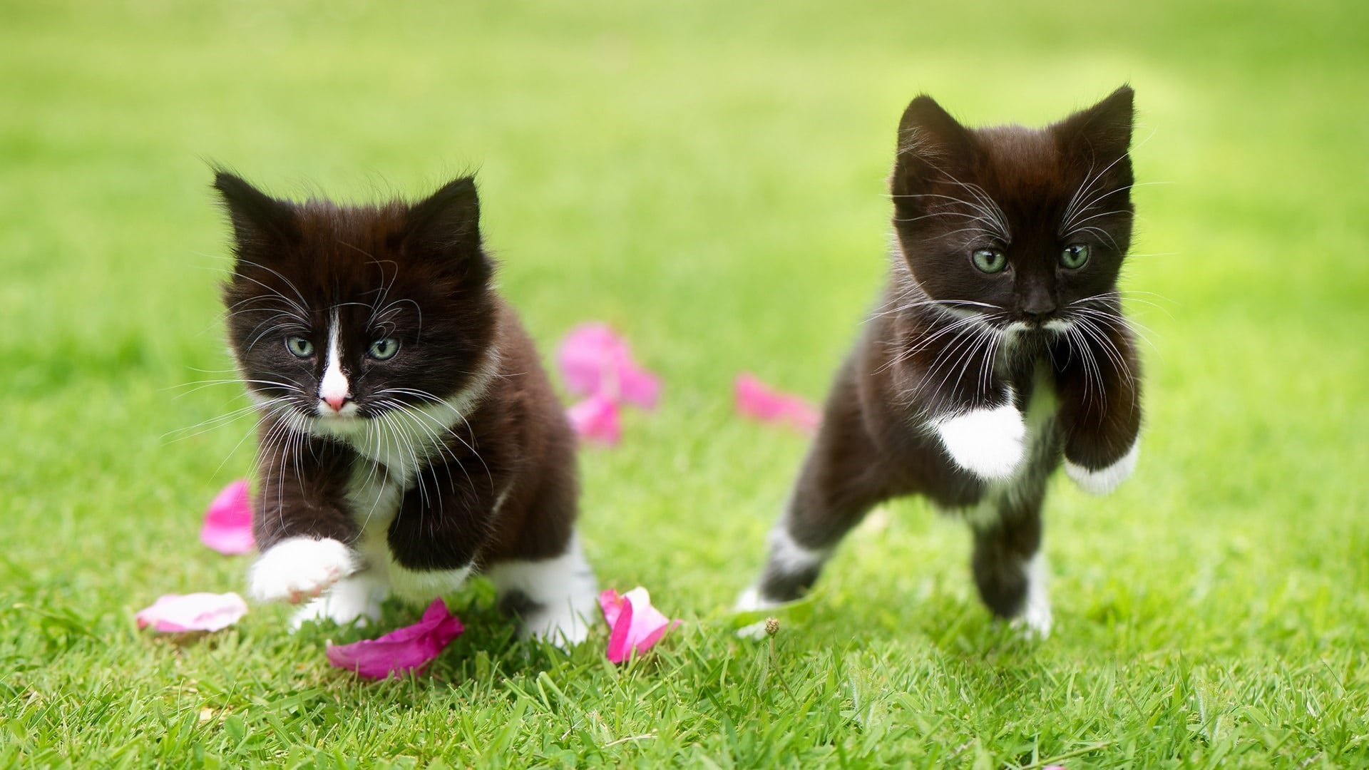 wallpaper fond d'écran chaton nature