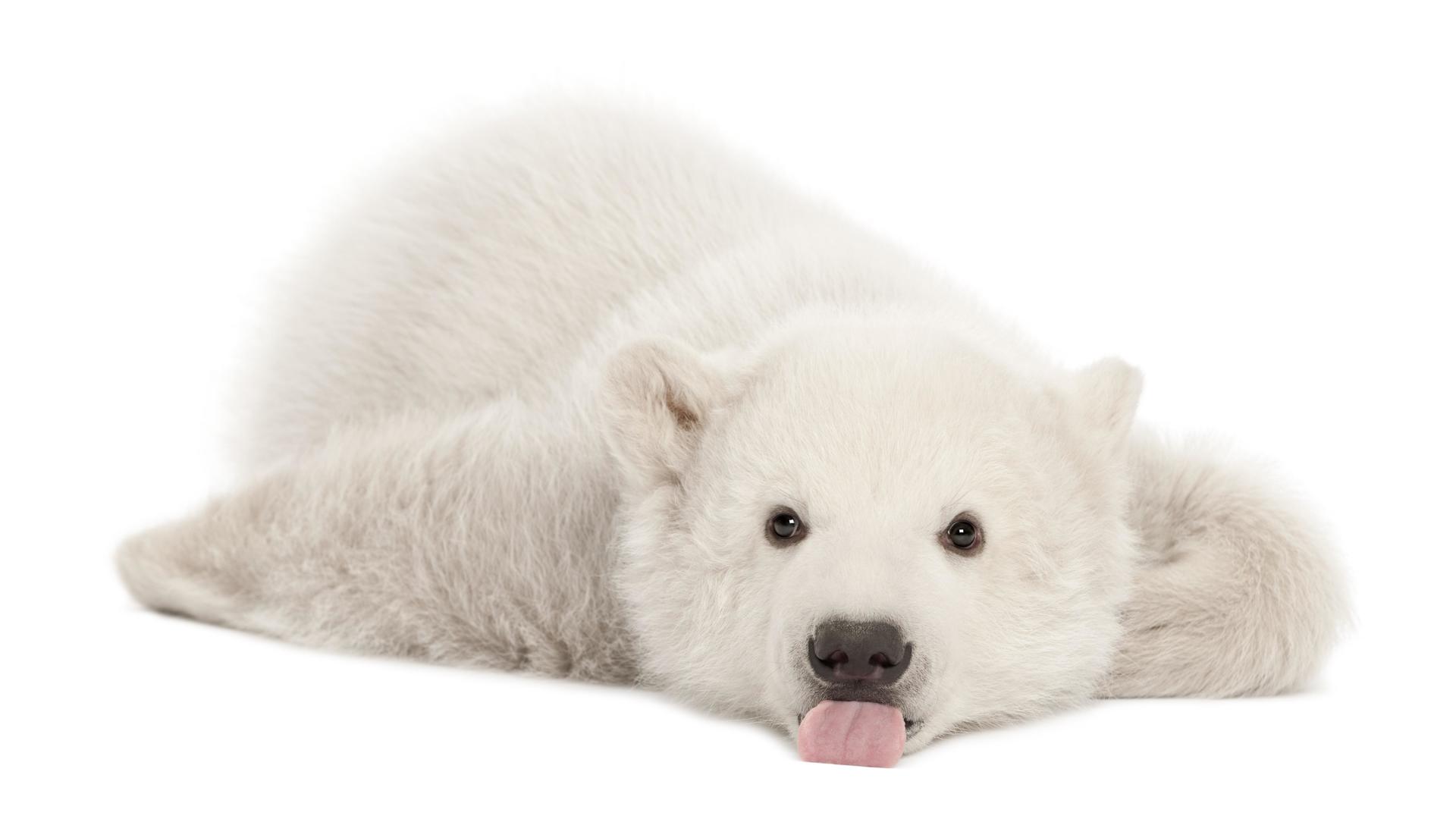 wallpaper et fond d'écran animaux ours
