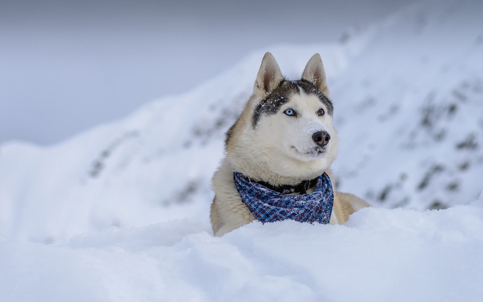 wallpaper et fond d'écran chien husky animaux