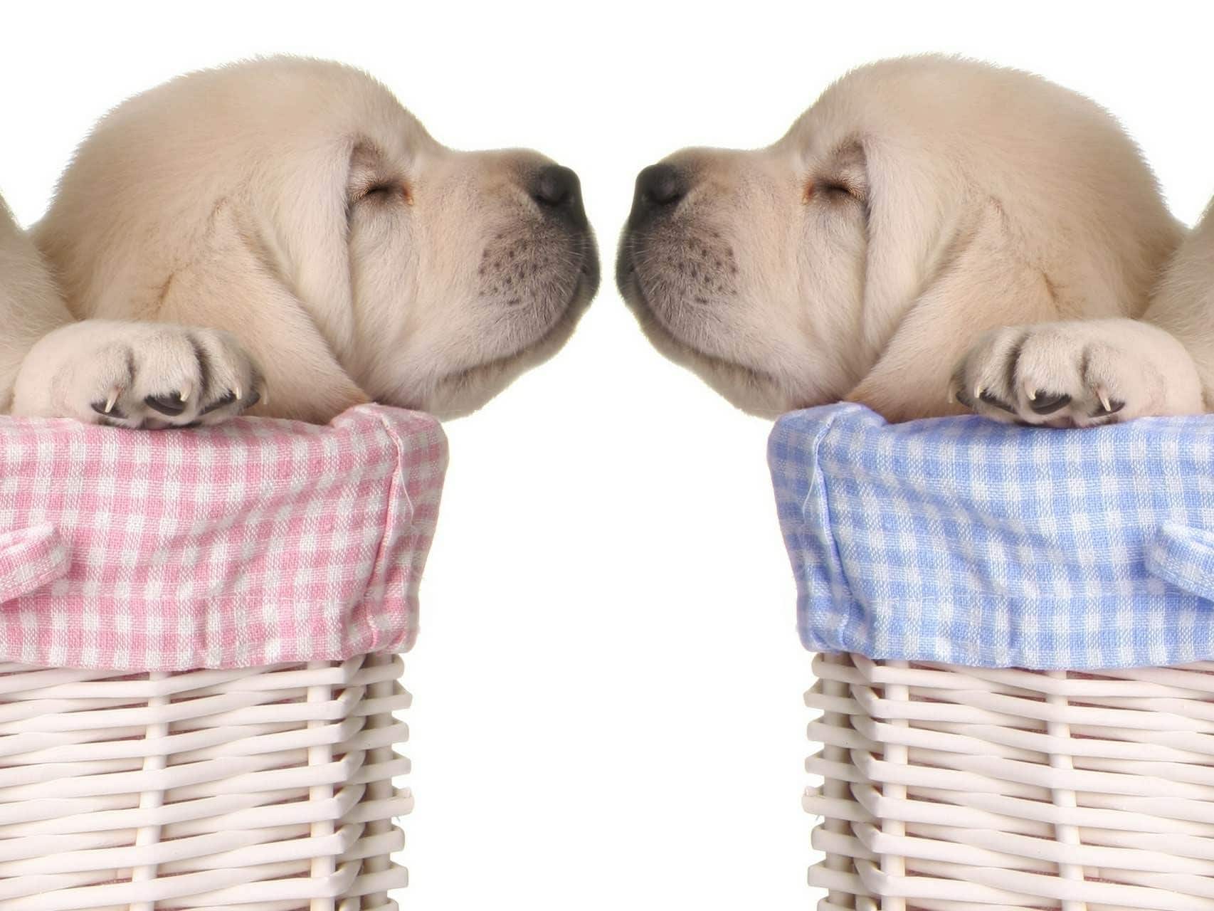 wallpaper et fond d'écran animaux chiots