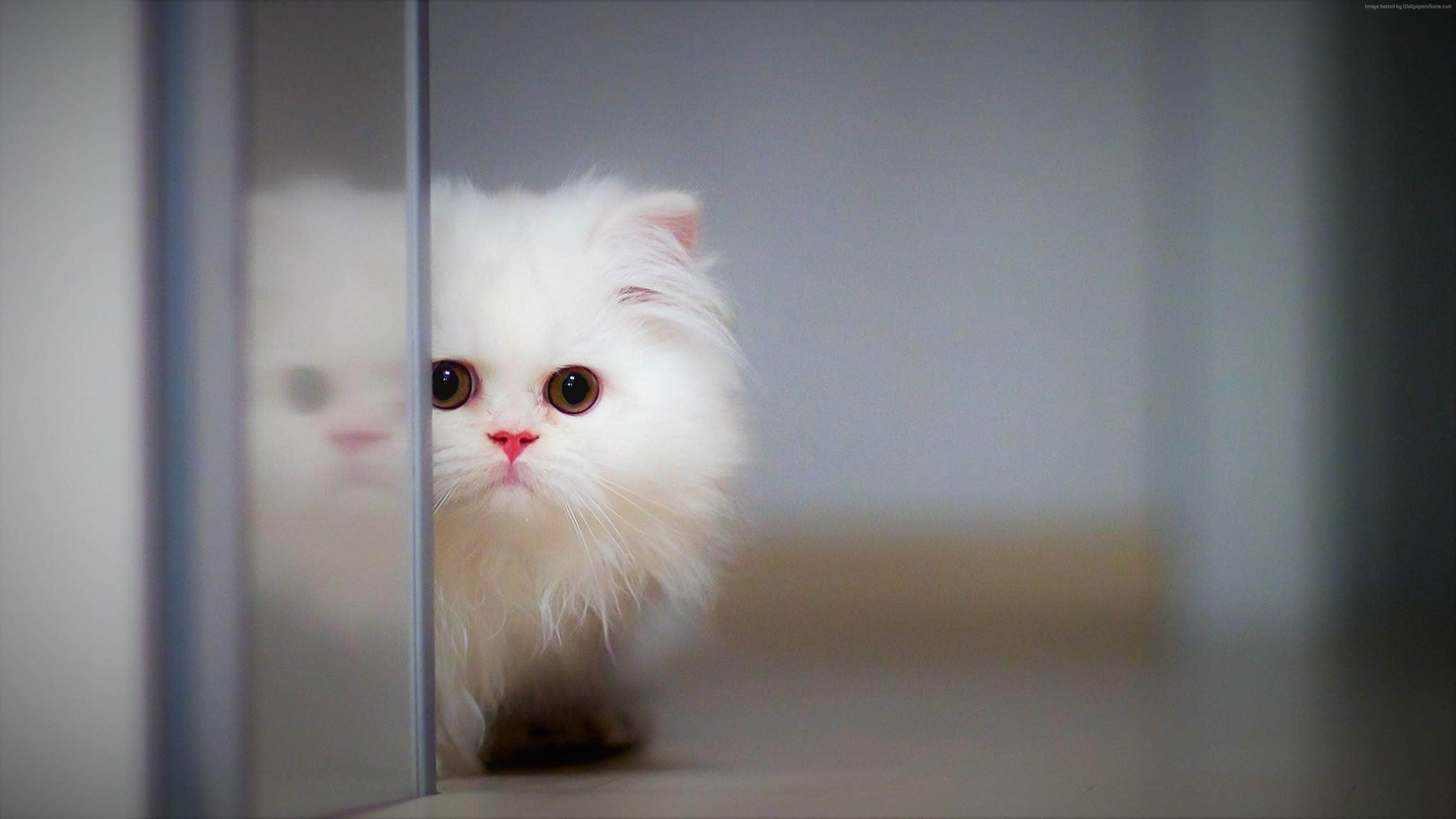 wallpaper fond d'écran chaton blanc