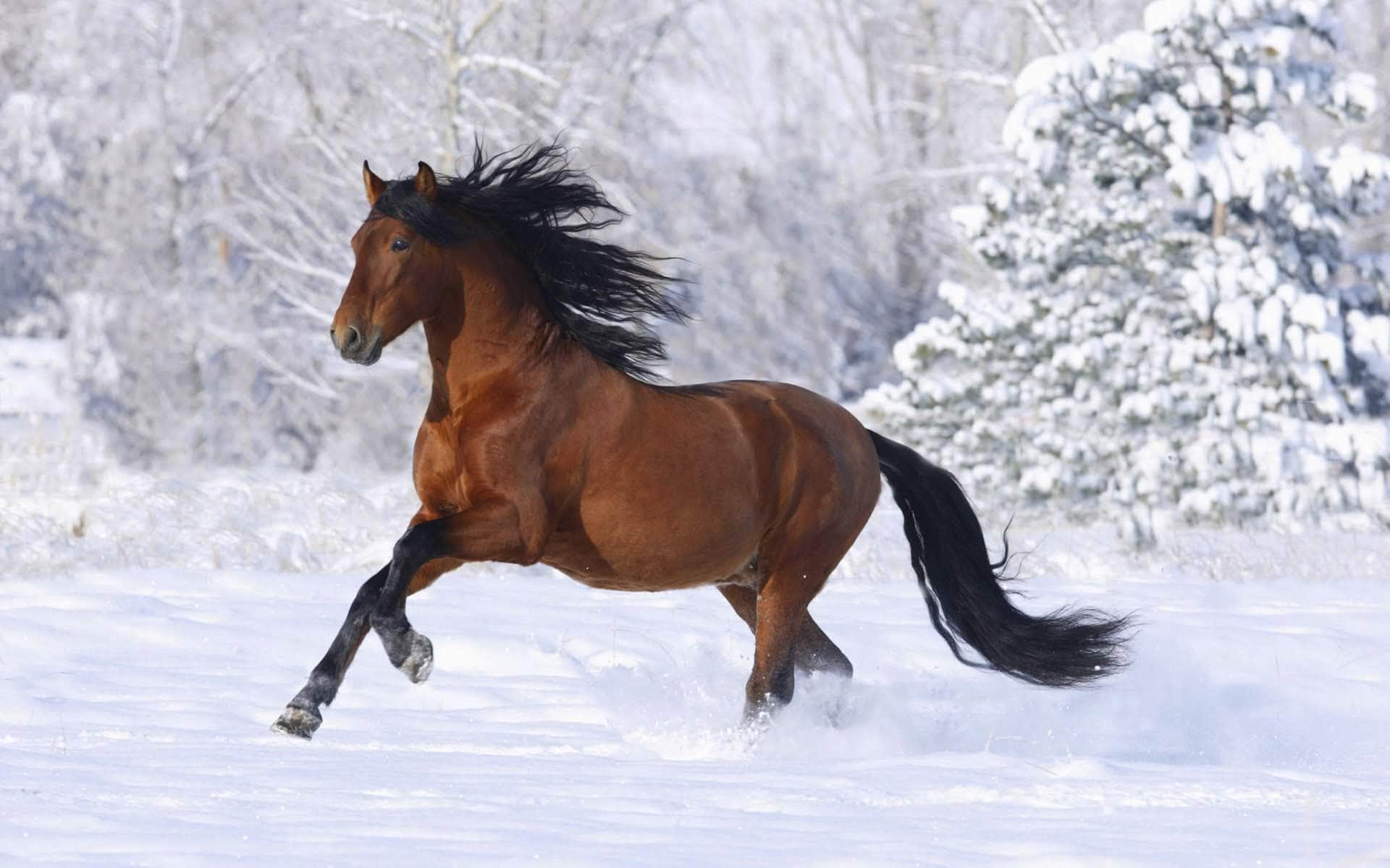 wallpaper et fond d'écran cheval animaux