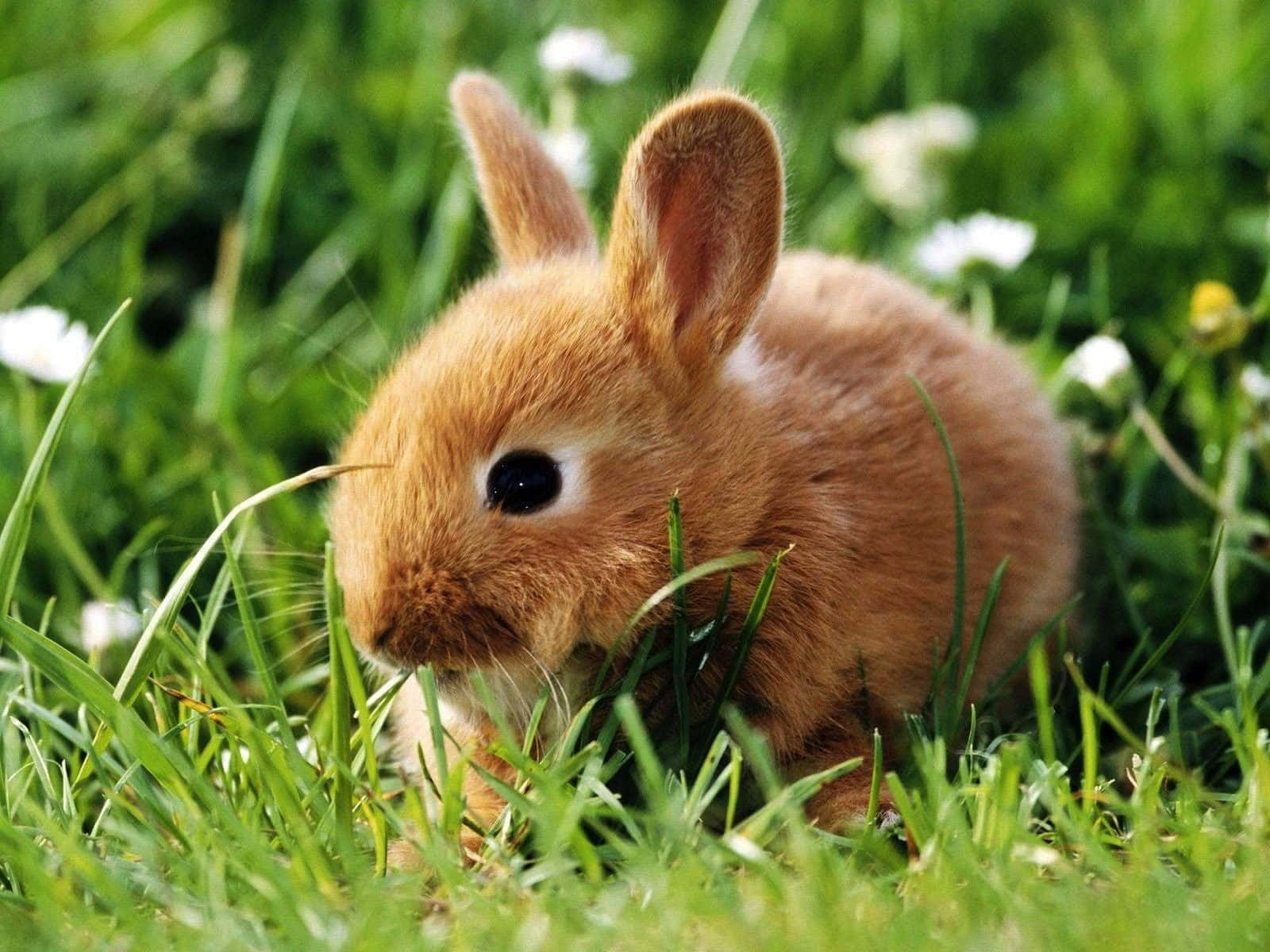 wallpaper et fond d'écran lapin animal