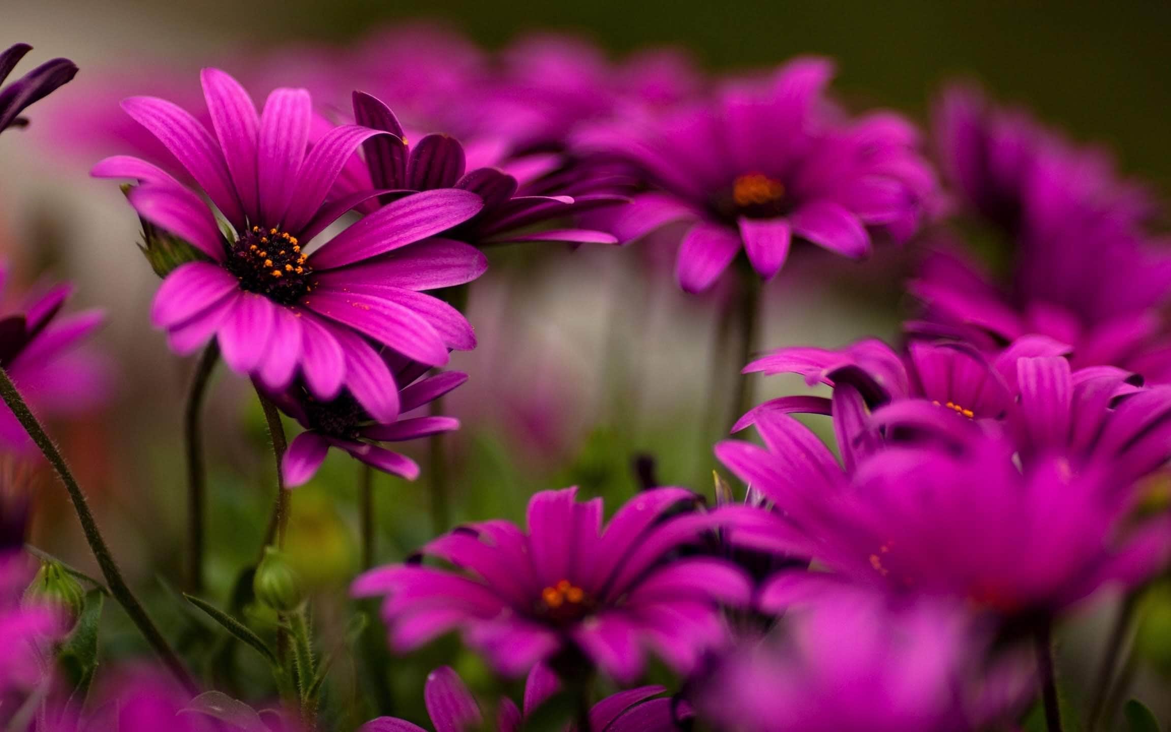 wallpaper et fond d'écran fleurs fleuri